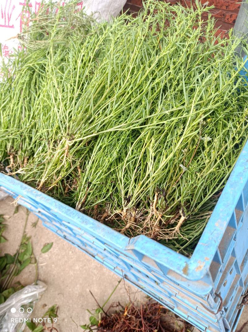 百蕊草河南信阳基地直发量大从优欢迎电联下单