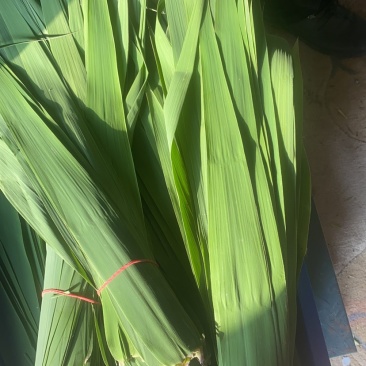 蚌埠怀远包粽子芦苇叶