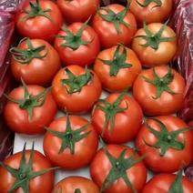 热卖西红柿山东大红西红柿产地直发品质保证