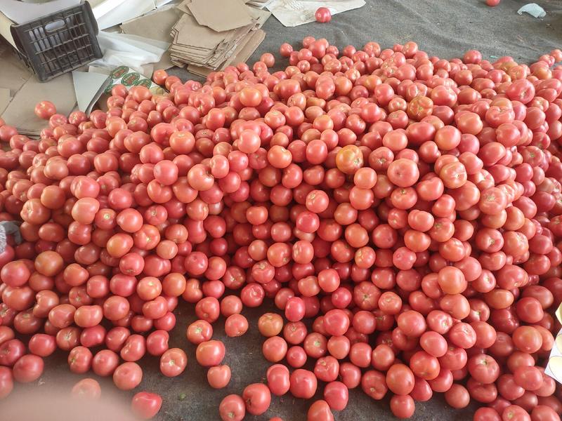 【热卖】西红柿山东大红西红柿产地直发品质保证