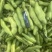 蚕豆青海绿蚕豆大青胡豆日本胡豆大青蚕豆供货稳定