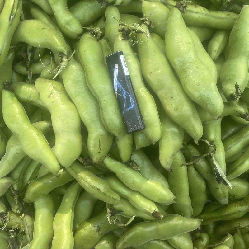 蚕豆青海绿蚕豆大青胡豆日本胡豆大青蚕豆供货稳定