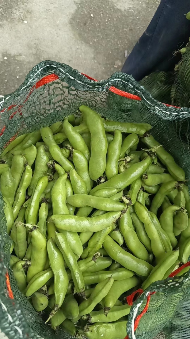蚕豆青海绿蚕豆大青胡豆日本胡豆大青蚕豆供货稳定