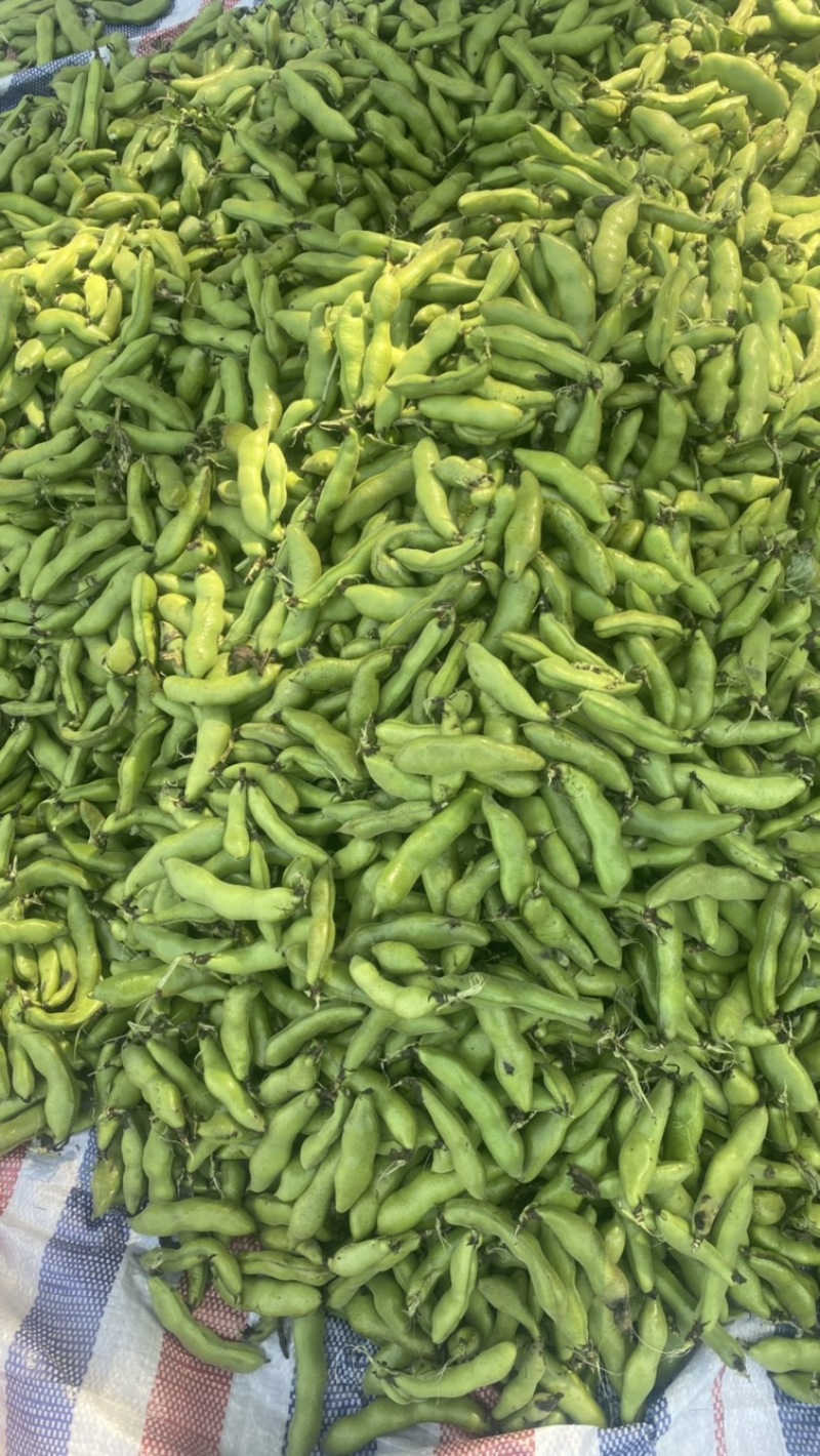 蚕豆青海绿蚕豆大青胡豆日本胡豆大青蚕豆供货稳定