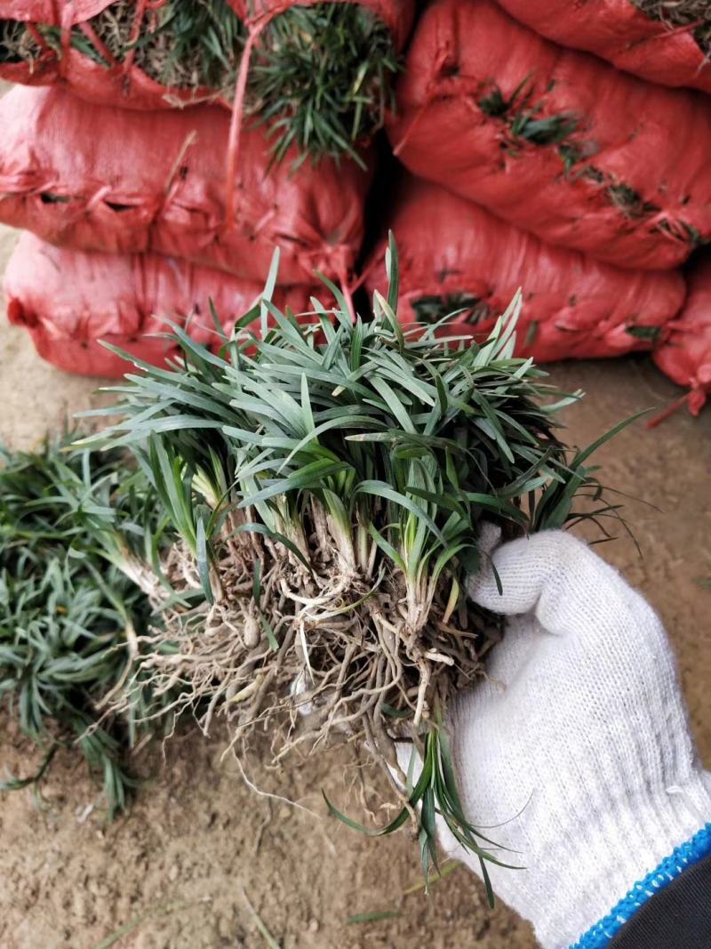 矮麦冬草（玉龙草）基地一手货源自产自销量大从优