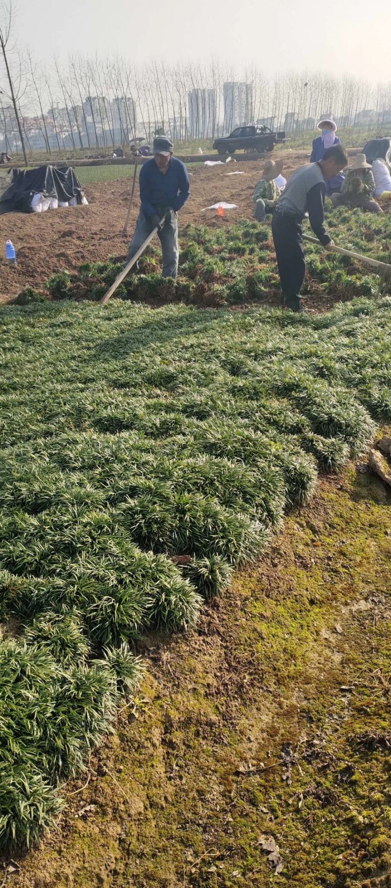矮麦冬草（玉龙草）基地一手货源自产自销量大从优