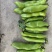 蚕豆青海绿蚕豆大青胡豆日本胡豆大青蚕豆供货稳定
