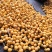 巴阳大五星全面上市