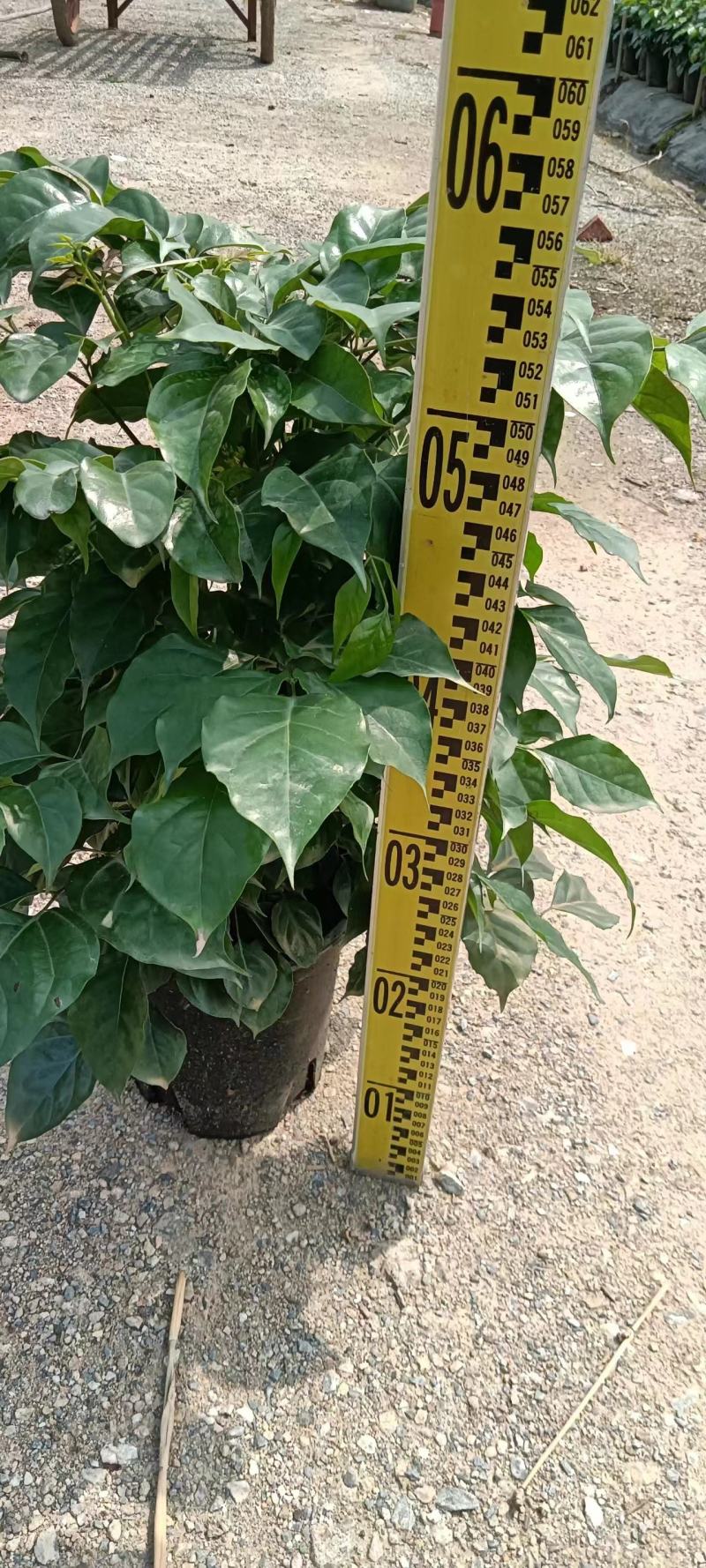 50-60一加仑重生绿宝