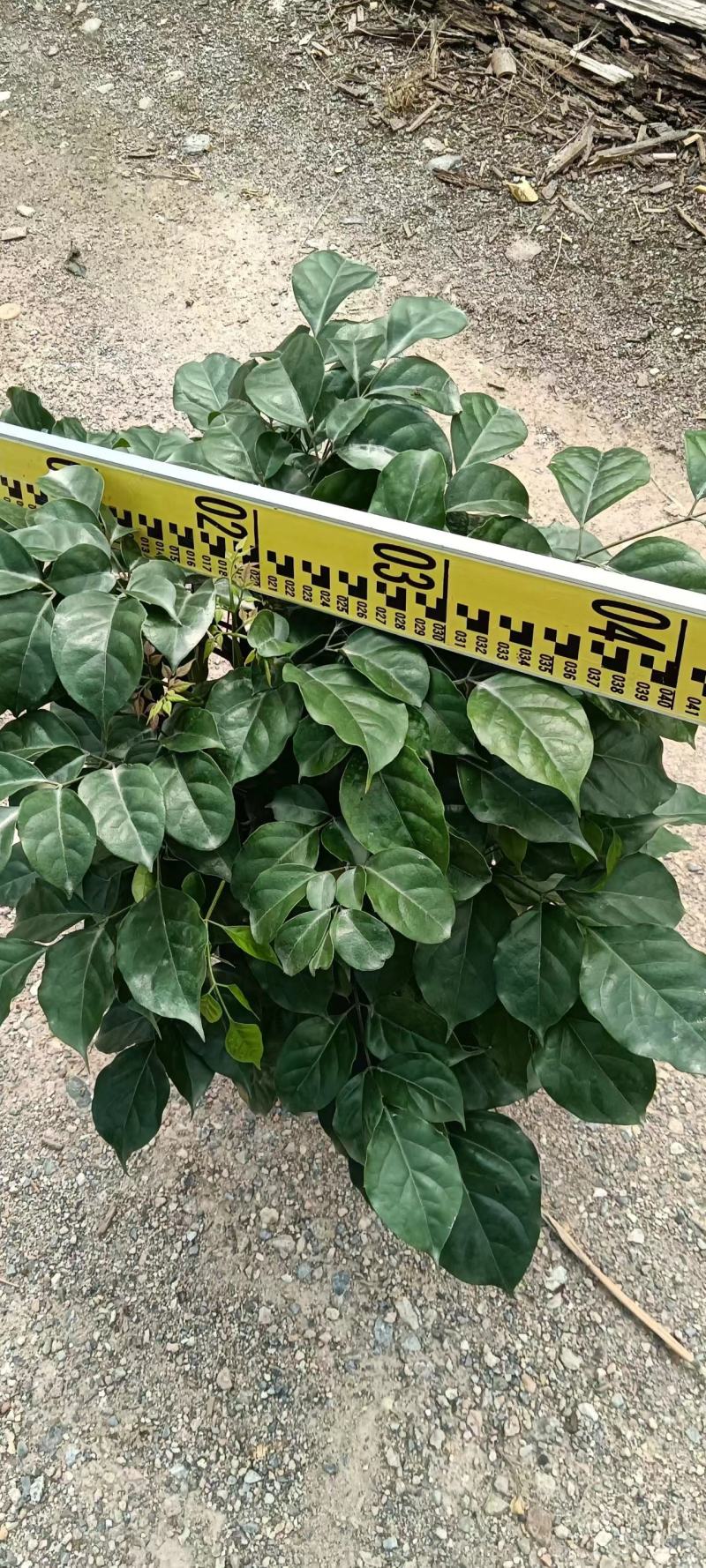 50-60一加仑重生绿宝