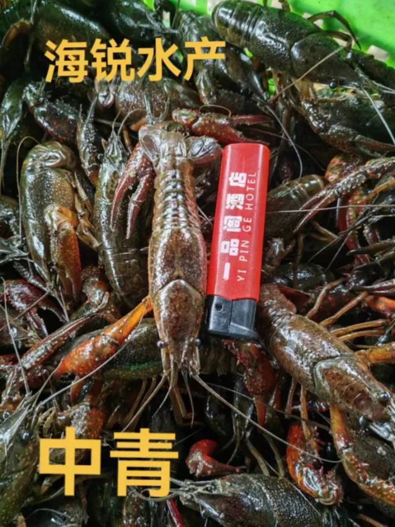 潜江优质鲜活小龙虾红虾干净保满价格美丽量大从优