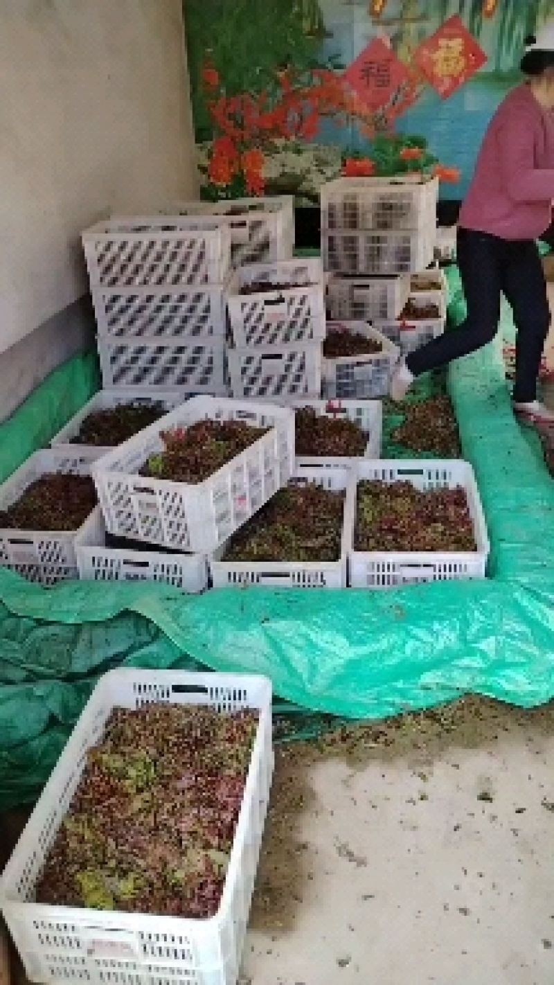 新泰市放城镇马家寨子椿香椿大量上市质量有保证