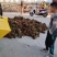新泰市放城镇马家寨子椿香椿大量上市质量有保证