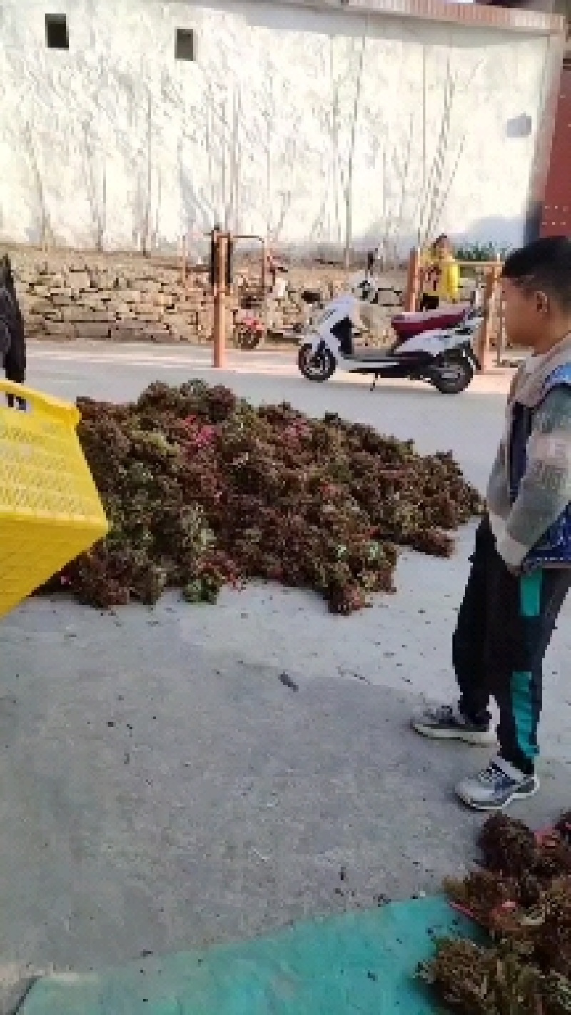 新泰市放城镇马家寨子椿香椿大量上市质量有保证