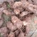野生白肉土茯苓