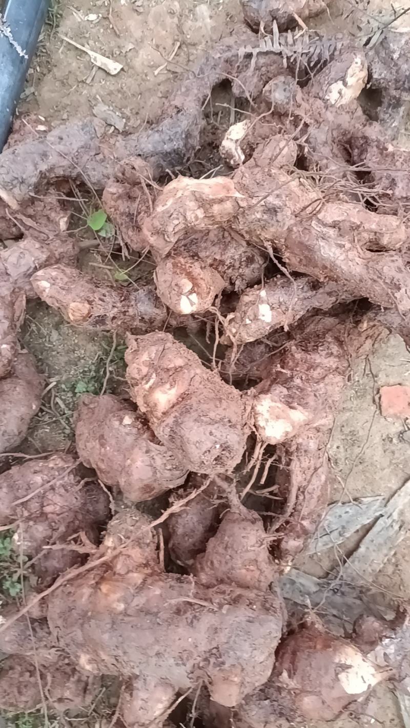 野生白肉土茯苓