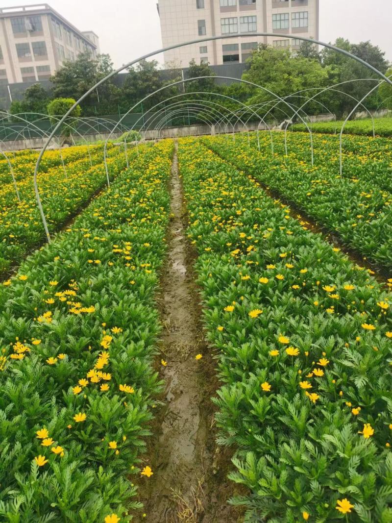 【黄金菊大杯】浙江绿化苗基地货源/规格多样/量大从优