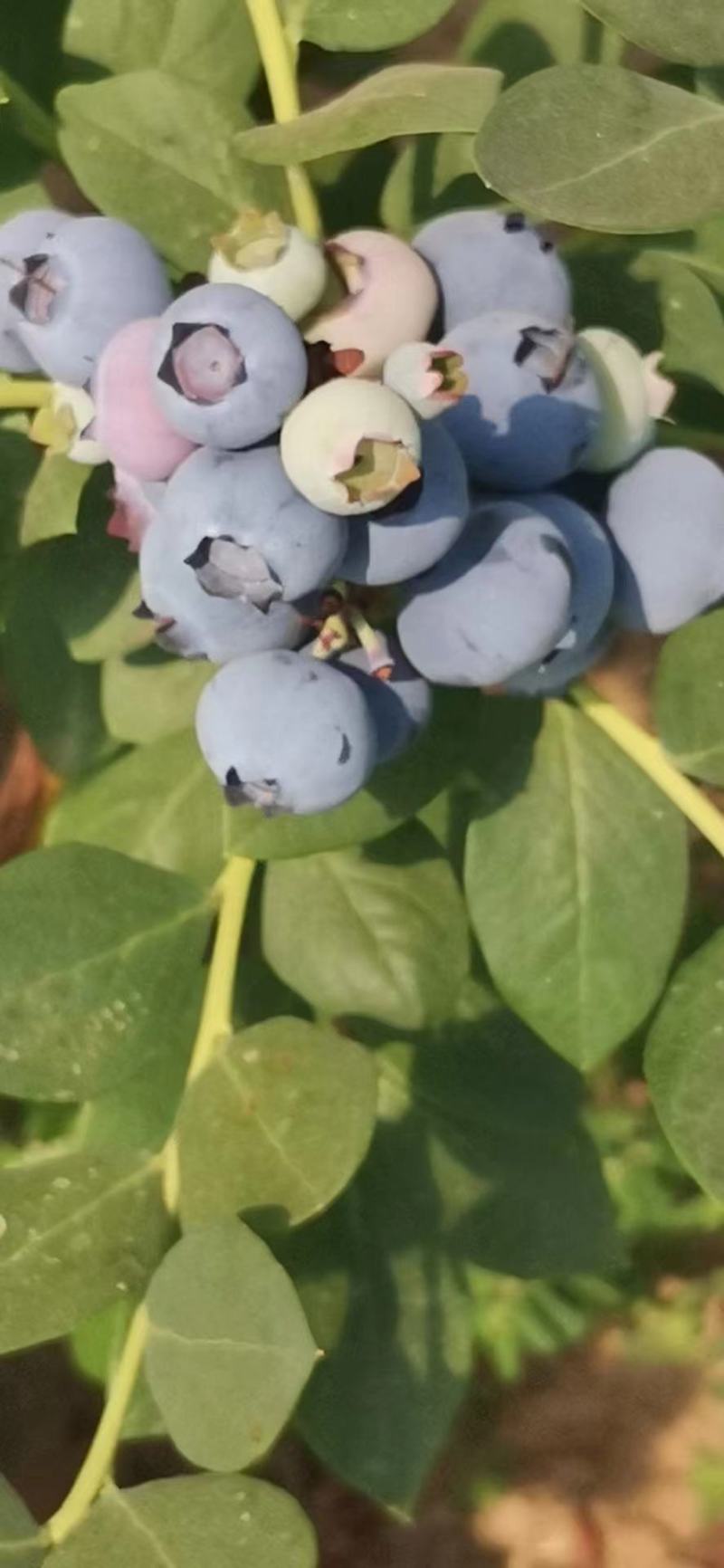 公爵品种齐全