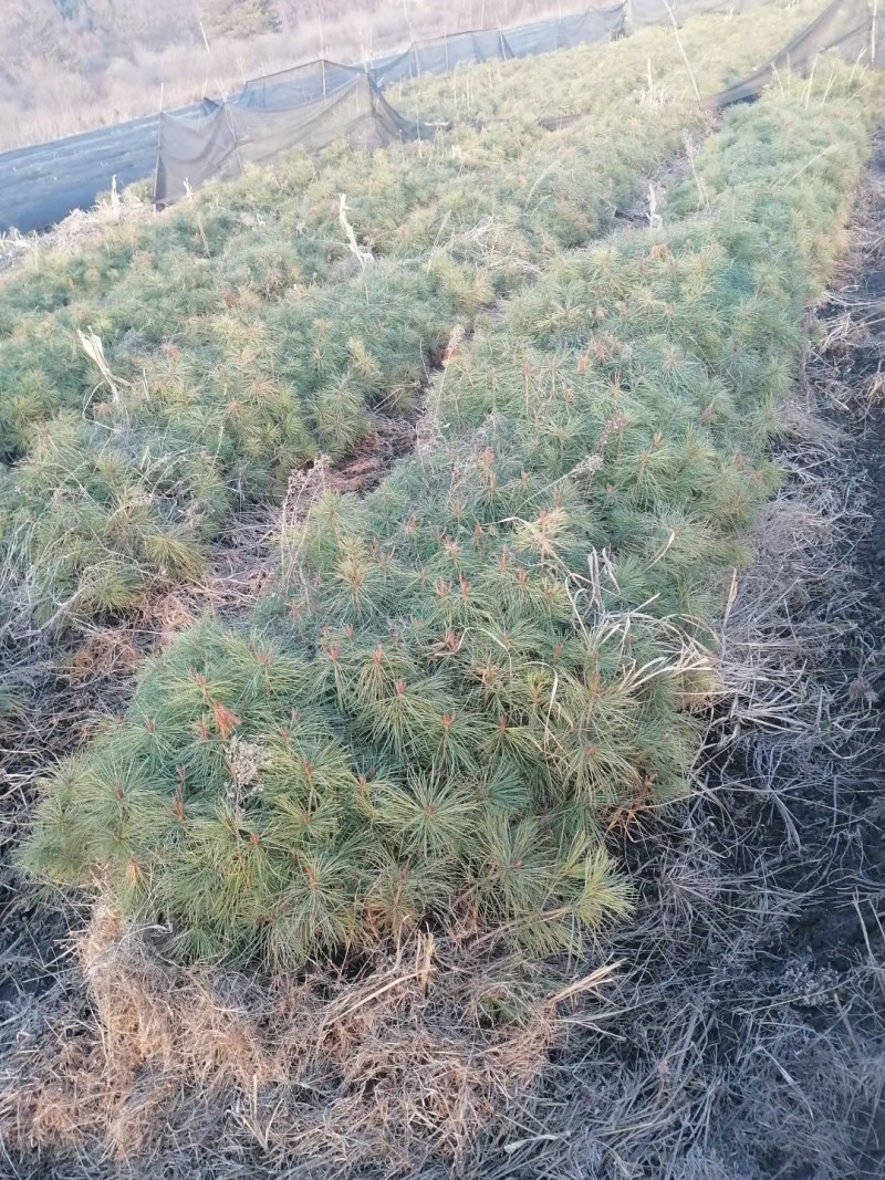 红松山上苗，大颗粒育苗，根系发达，生长点多