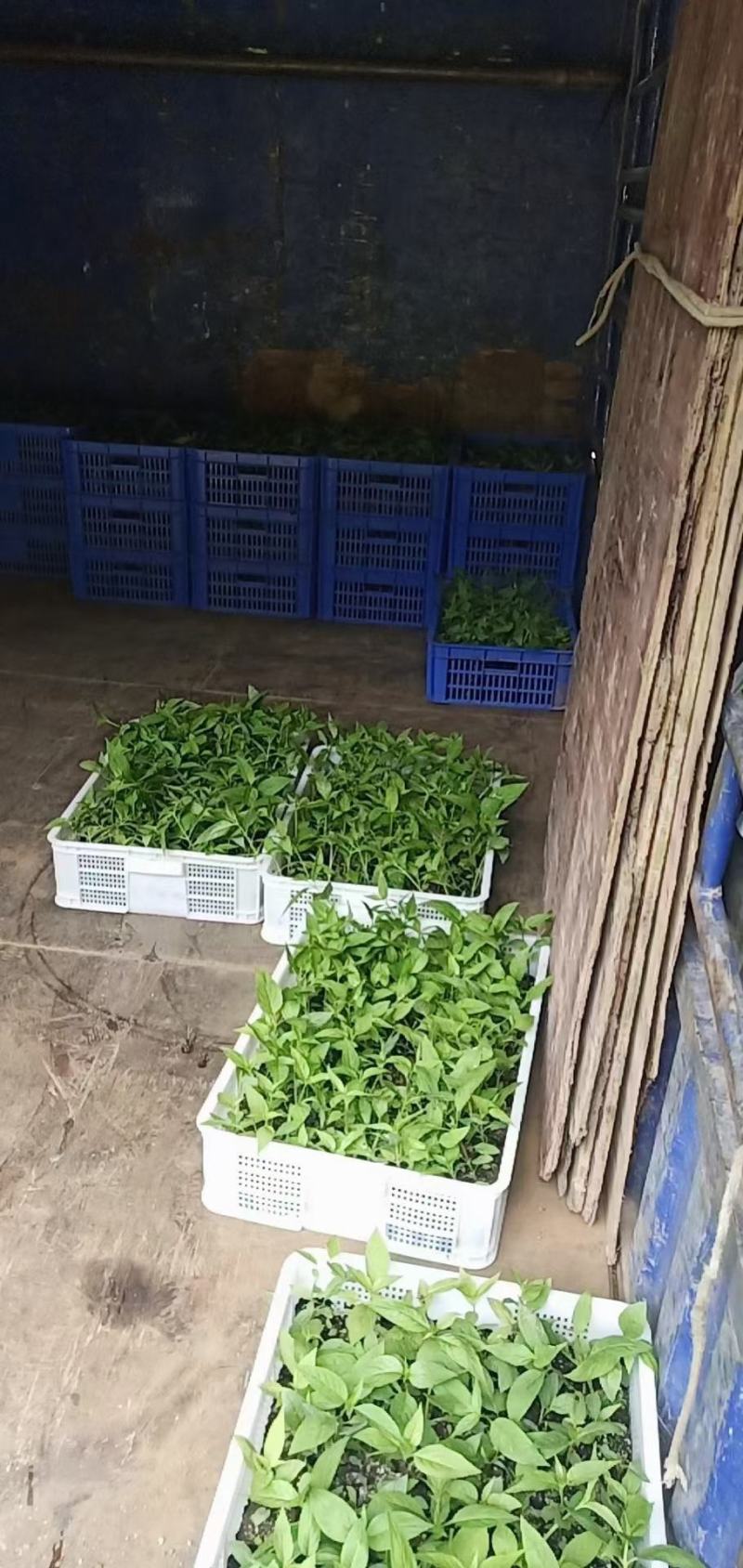 红果参优质杯苗