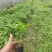 红果参优质杯苗