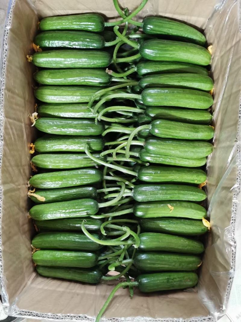 精品河南水果小黄瓜，大量现货，基地供货电商，超市
