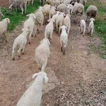 [热卖]山羊肉胡羊肉活羊羊基地直发全国发货