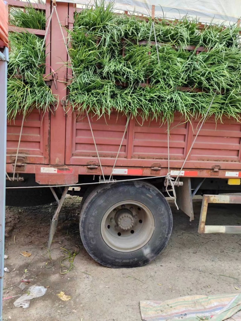 【荐】精品商丘蒜薹产地一手货源全国代发欢迎选购