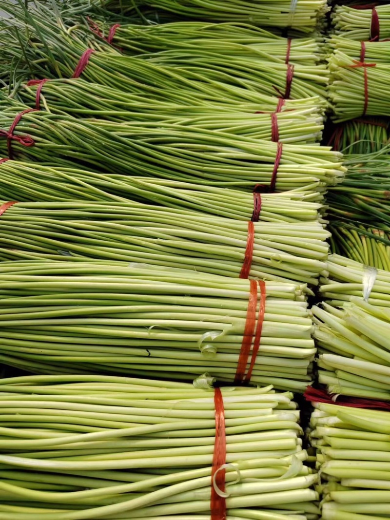 【荐】精品商丘蒜薹产地一手货源全国代发欢迎选购