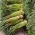 【荐】精品商丘蒜薹产地一手货源全国代发欢迎选购