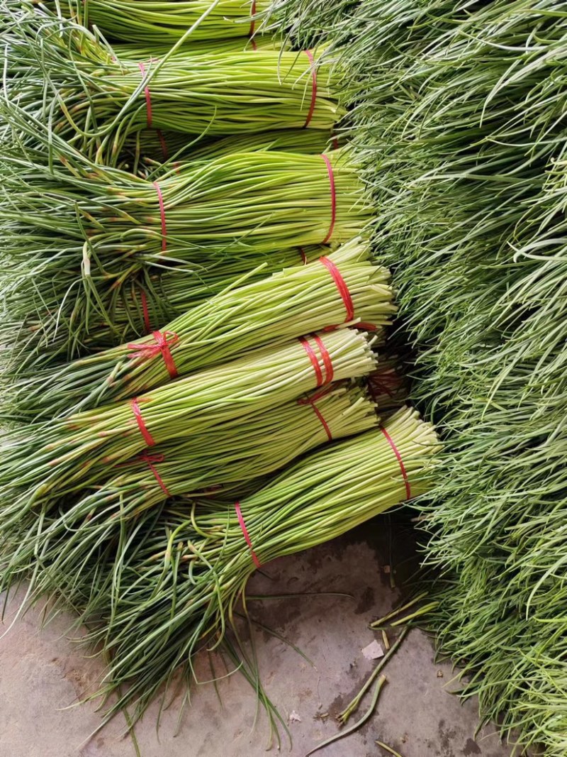 【荐】精品商丘蒜薹产地一手货源全国代发欢迎选购