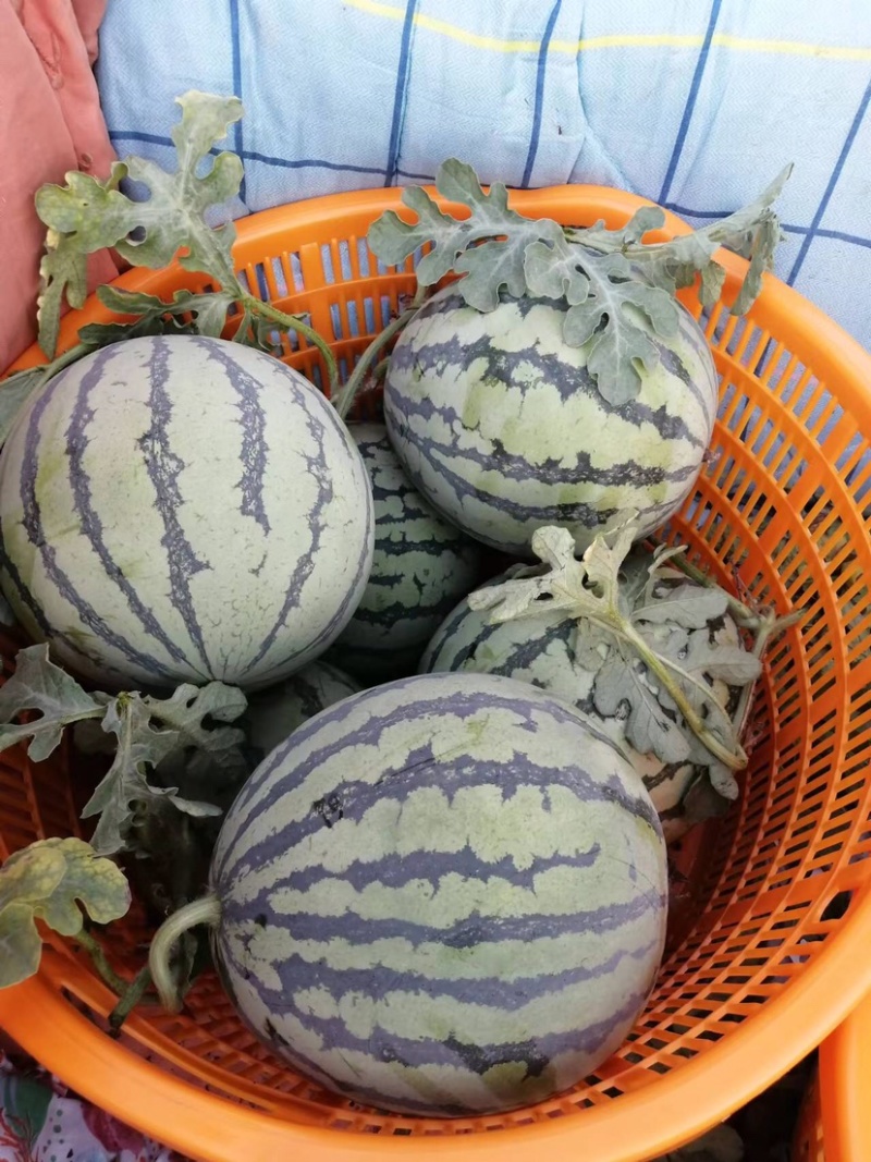 河南精品8424西瓜皮薄耐运输全国发货欢迎来电