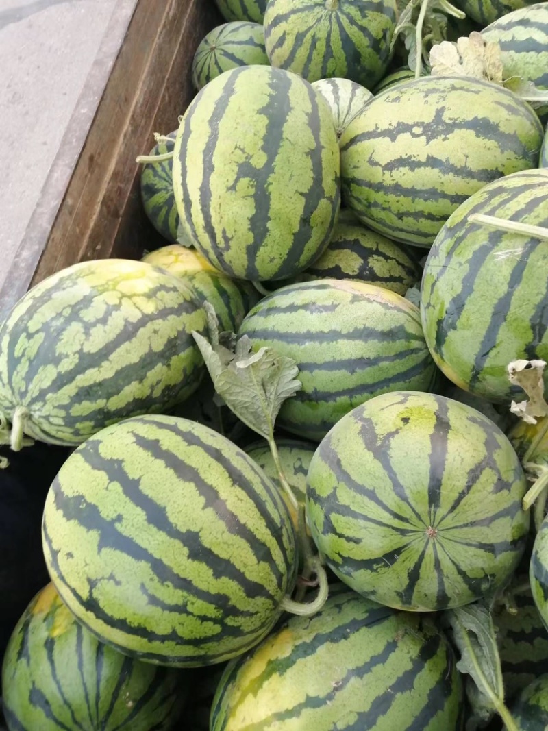 精品美都西瓜产地直发甘甜大红质量保证代发全国