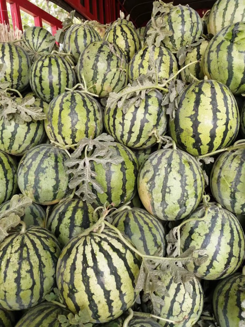 精品美都西瓜产地直发甘甜大红质量保证代发全国