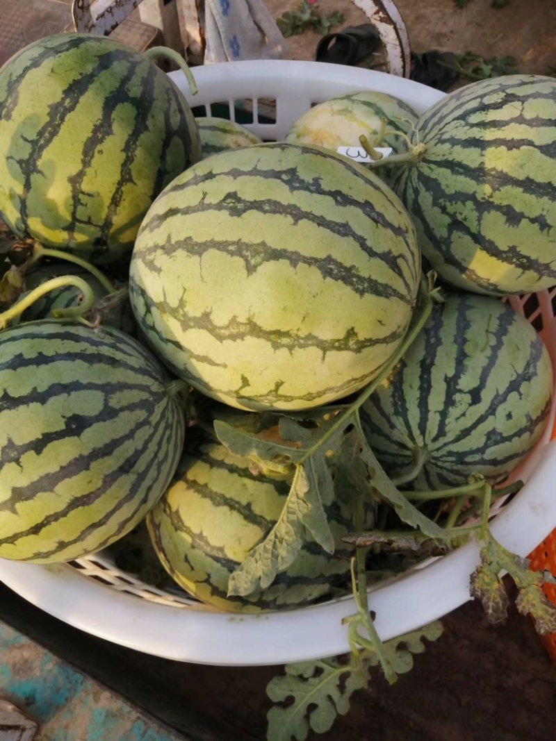 精品美都西瓜产地直发甘甜大红质量保证代发全国