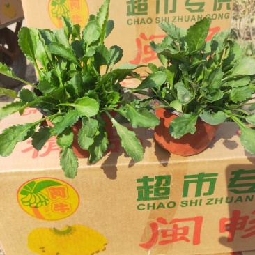 大滨菊，基地一手货源，常年销售各种绿化苗木