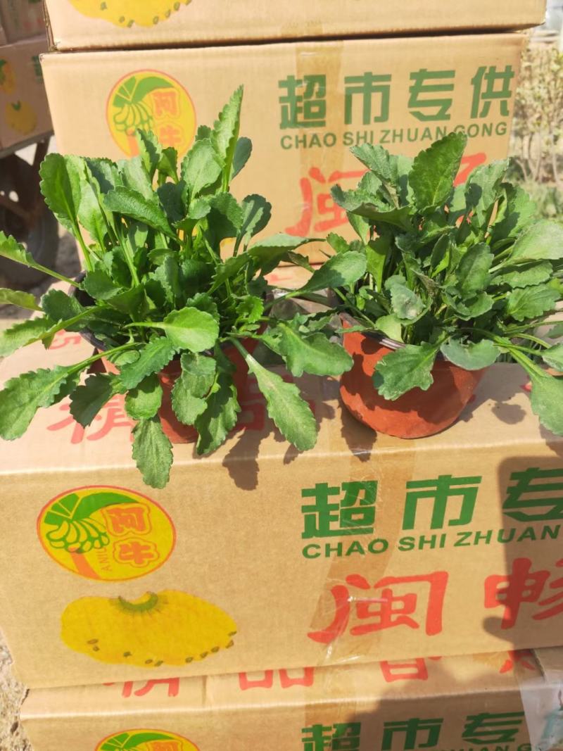 大滨菊，基地一手货源，常年销售各种绿化苗木