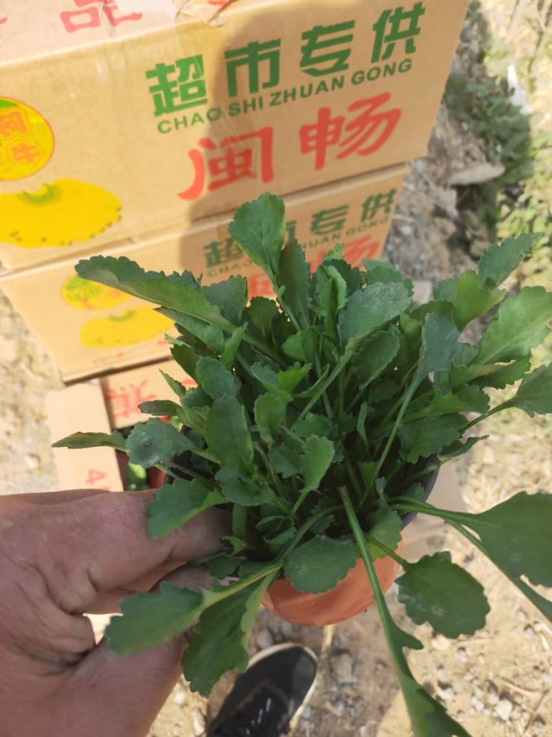 大滨菊，基地一手货源，常年销售各种绿化苗木