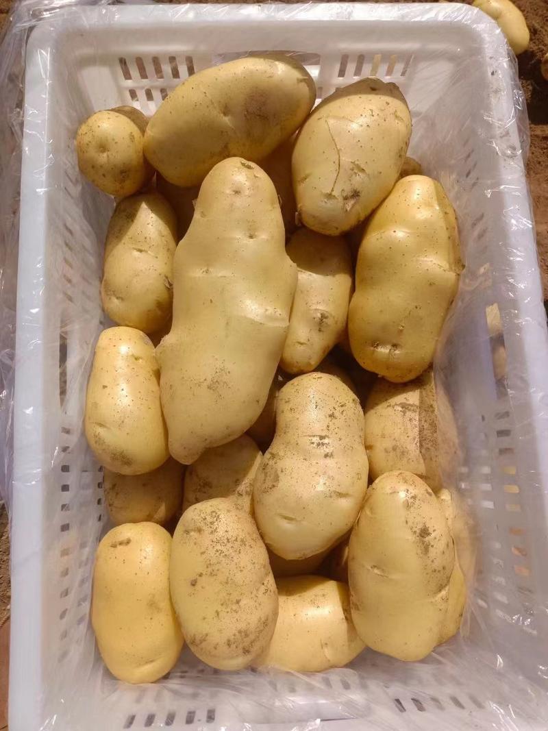 山东大棚荷兰土豆v7土豆大量上市了，，货源充足，
