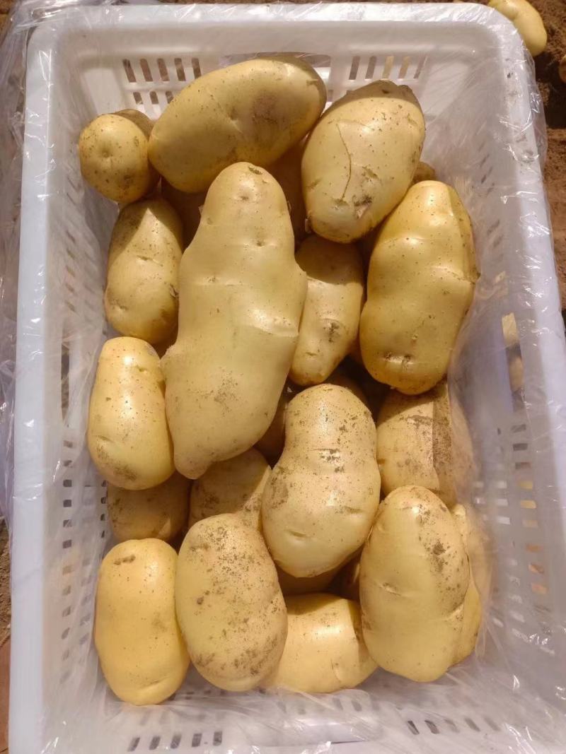山东黄心土豆荷兰土豆v7土豆大量上市了，，货源充足，