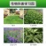 四聚乙醛杀蜗牛鼻涕虫蛞蝓福寿螺适用池塘庭院水稻花卉菜地