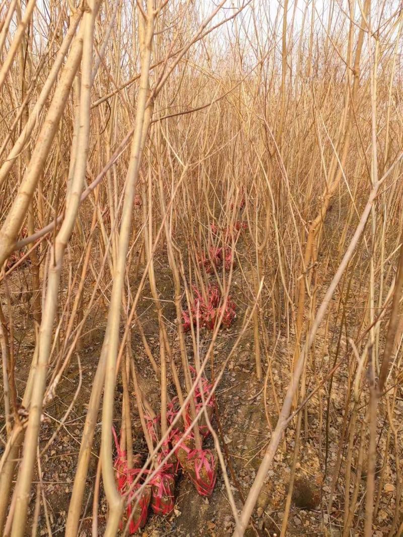 【基地直供】乌桕树。红叶乌桕，丛生乌桕，1-50公分乌桕