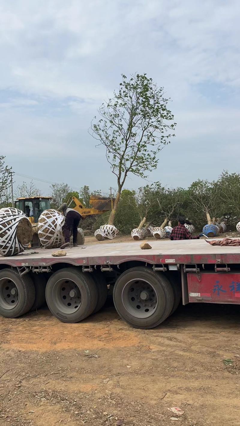【基地直供】乌桕树。红叶乌桕，丛生乌桕，1-50公分乌桕