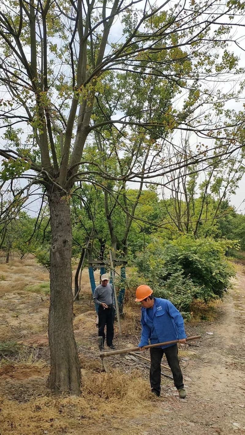 【基地直供】乌桕树。红叶乌桕，丛生乌桕，1-50公分乌桕