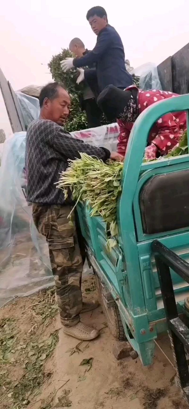 脱毒原种商薯苗西瓜红薯苗，株高30公分以上，百株重二斤半