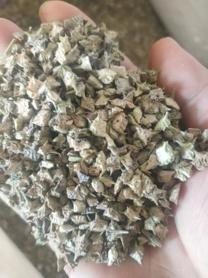 蒺藜磨刺白蒺藜