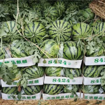 湖北8424麒麟美都西瓜宜城西瓜口感脆甜实力代办