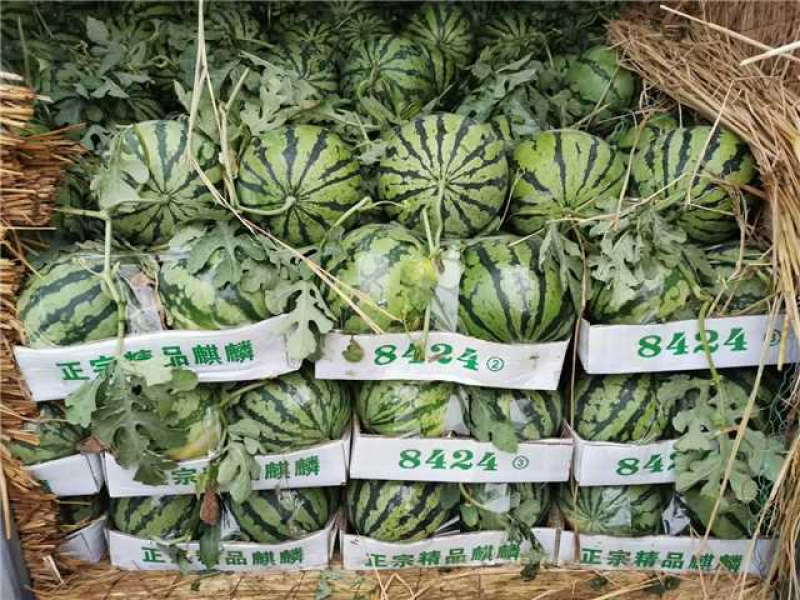 湖北8424麒麟美都西瓜宜城西瓜口感脆甜实力代办
