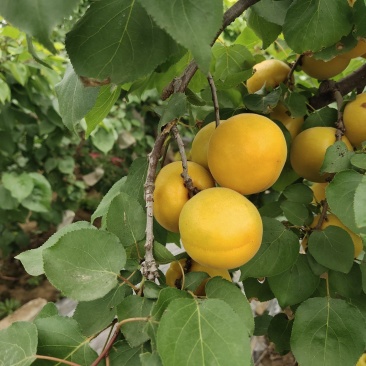 金太阳杏大量上市一手货源保证质量量大从优
