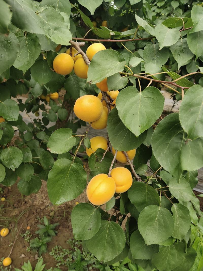 金太阳杏大量上市一手货源保证质量量大从优